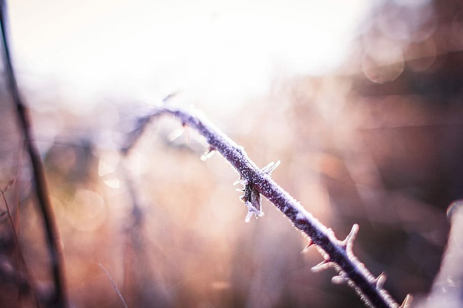 Morning Winter Hoarfrost on a Prickly Bush, forest, nature, snow