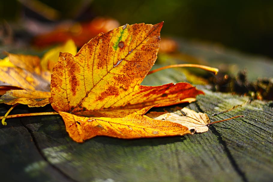 shallow focus photography of yellow dried leaf, leaves, autumn HD wallpaper
