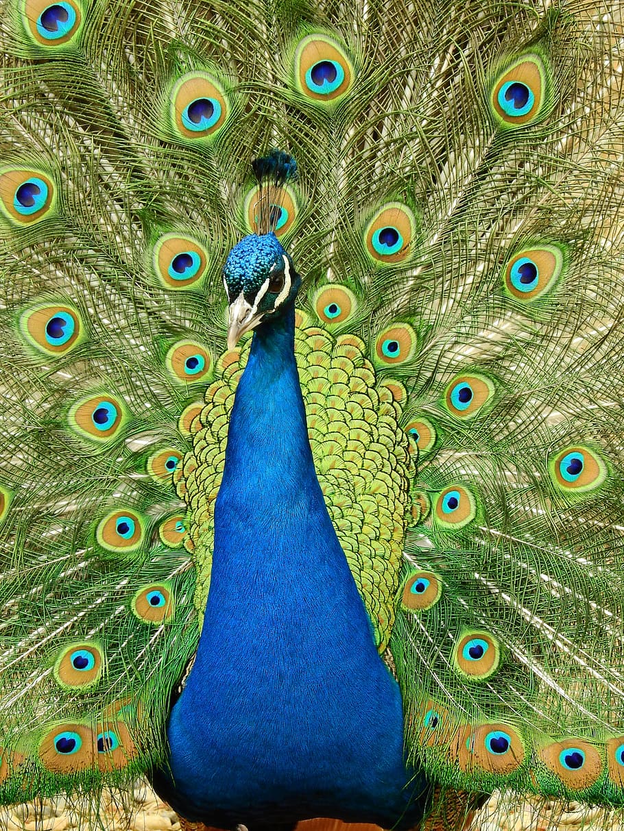 close-up photography of peacock, bird, feather, blue, plumage HD wallpaper