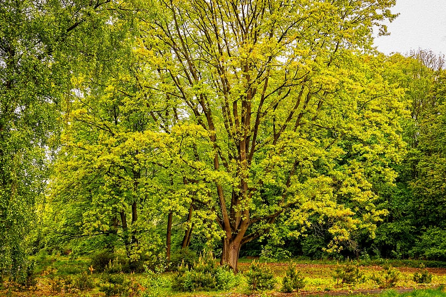 green leafed trees, crown, aesthetic, tribe, enormous, nature HD wallpaper