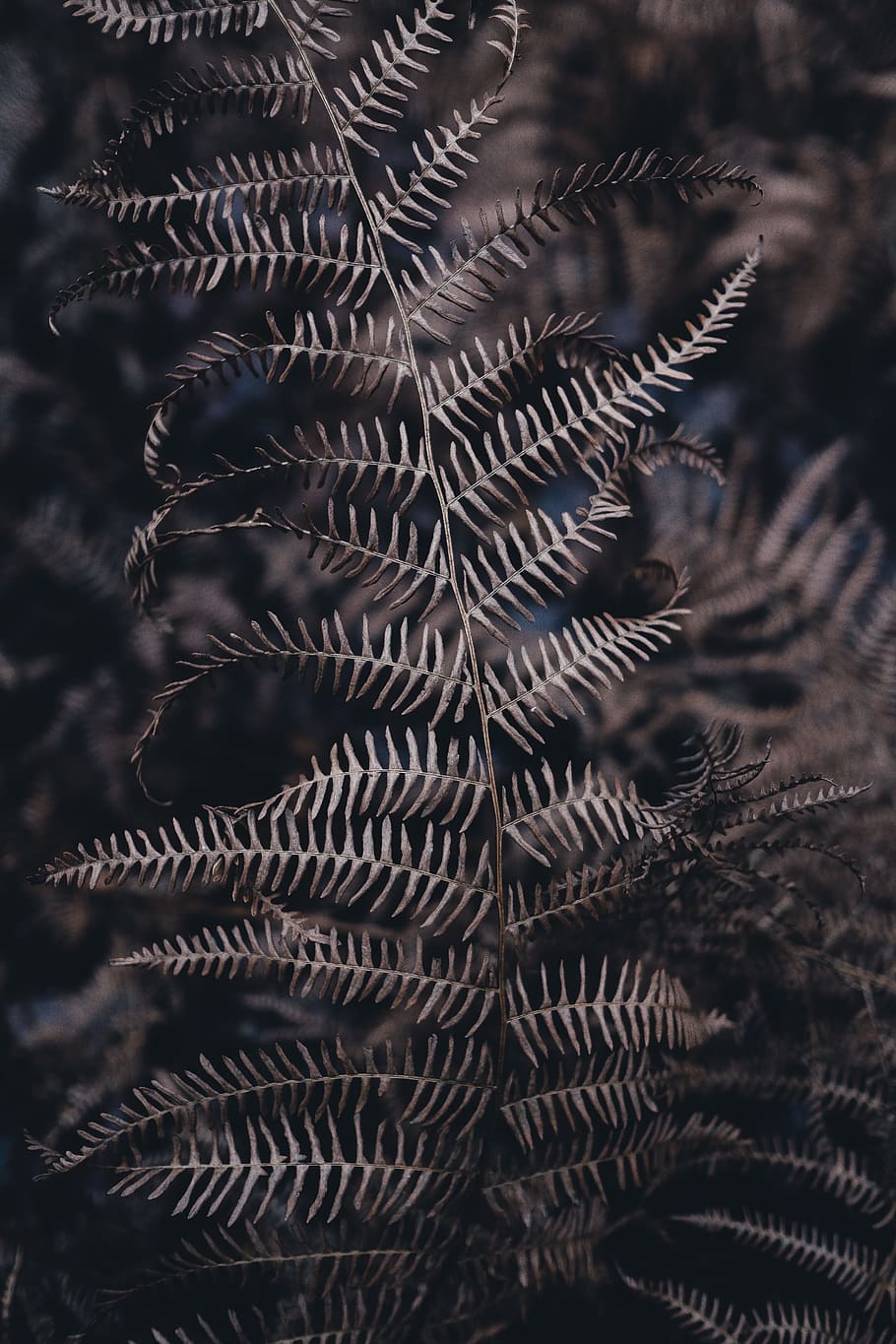 fern, leaf, plant, nature, dark, no people, close-up, focus on foreground HD wallpaper