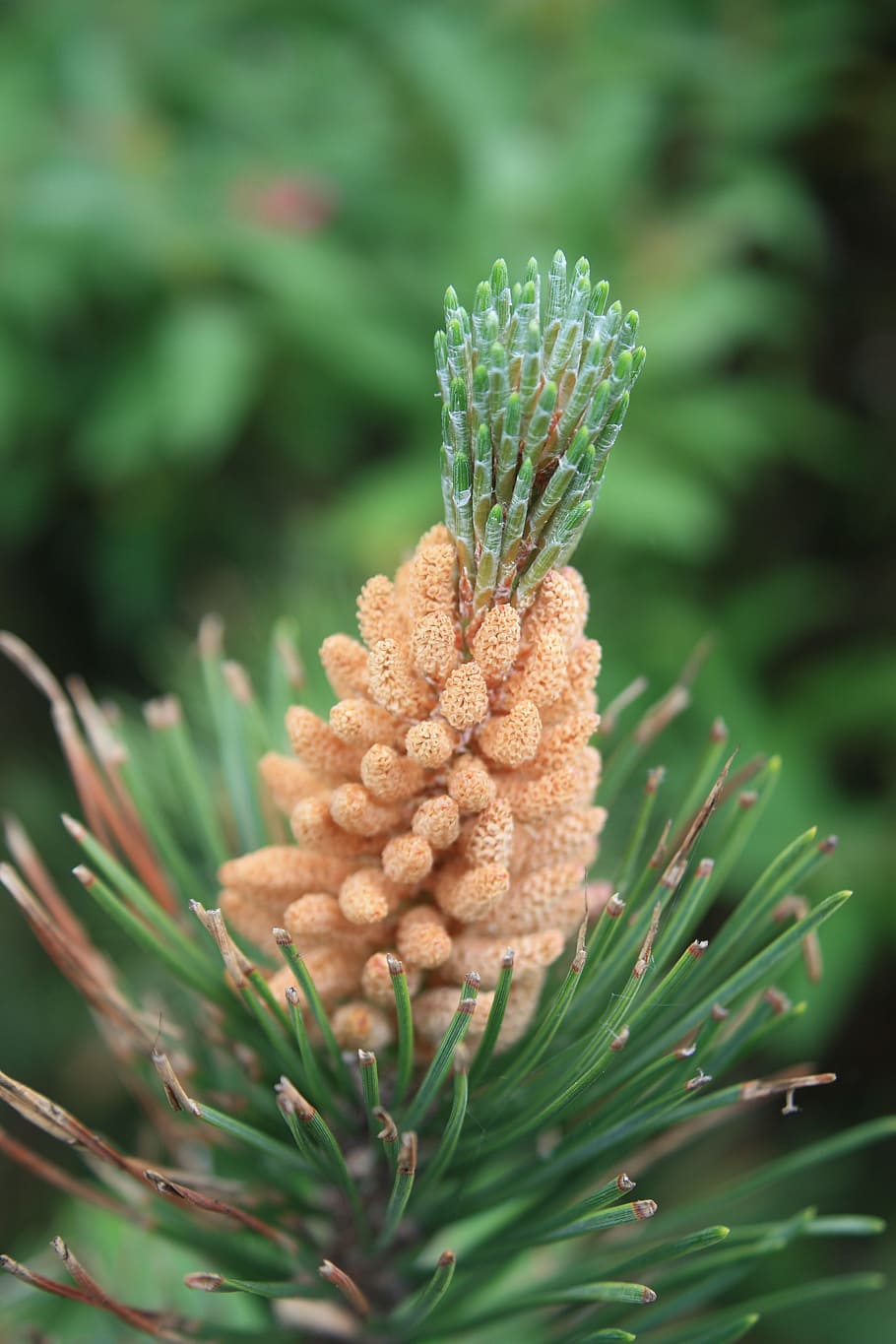pine, conifer, pine cones, pine greenhouse, close, macro, sucker HD wallpaper