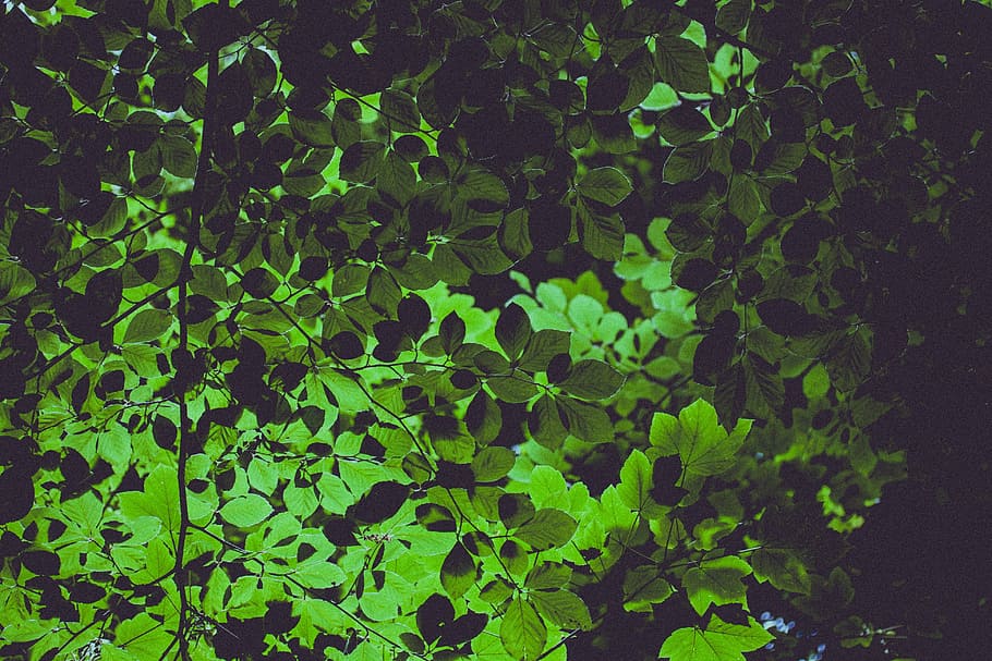 low angle photo of green leafed tree, leaves, herbal, plant HD wallpaper