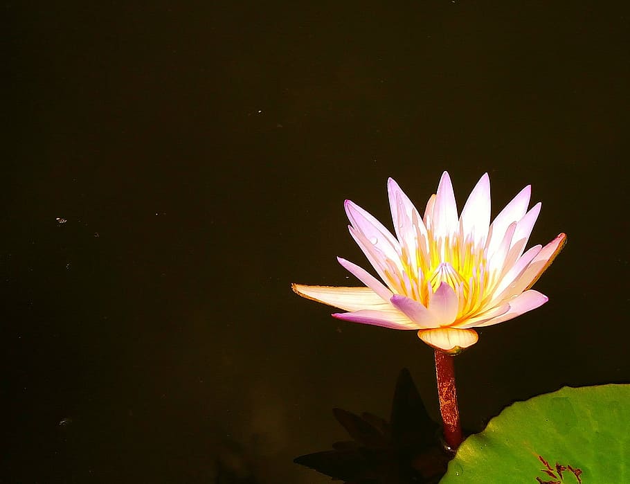 lotus, west java, indonesian, flower, flowering plant, water lily HD wallpaper