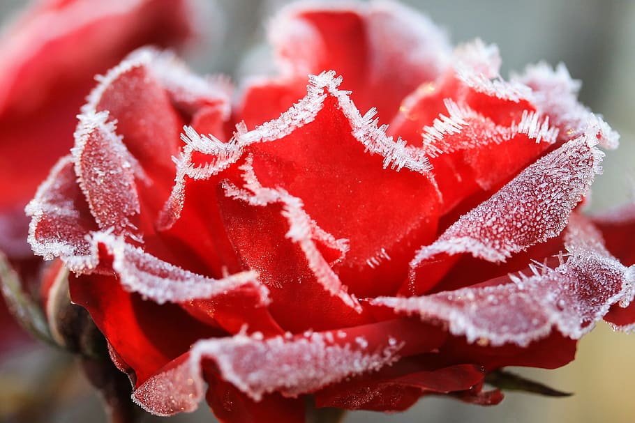 red rose frozen macro photography, hoary, wintery, flower, rime