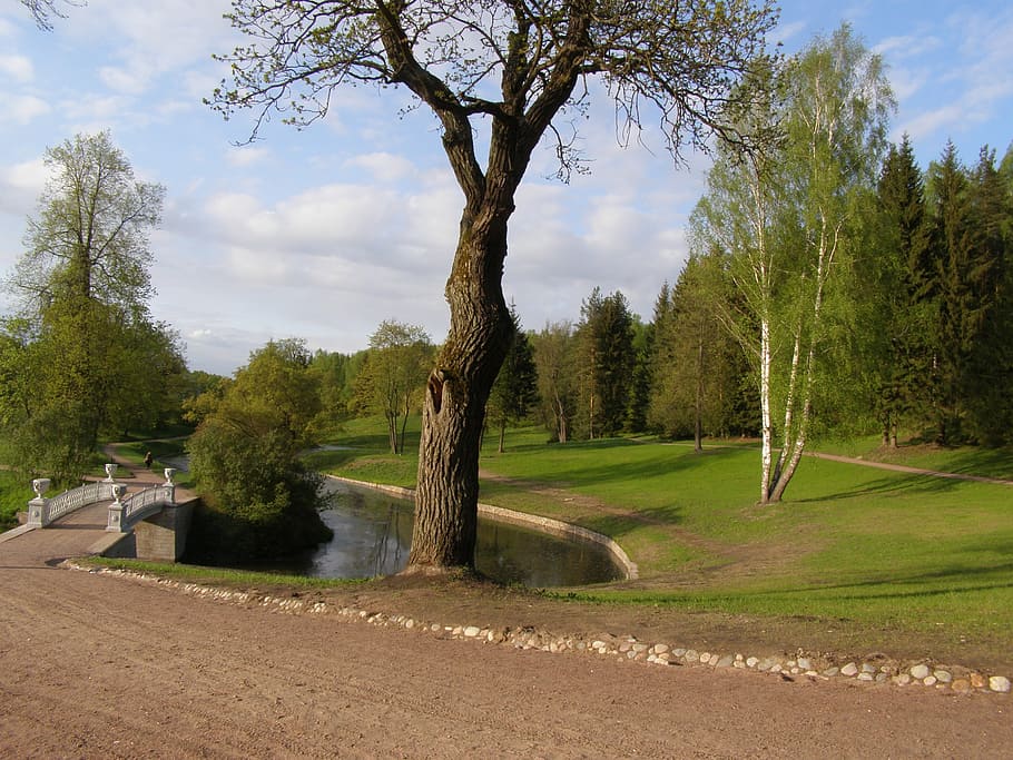 spring, tree, green, lane, bridge, river, sky, plant, growth HD wallpaper