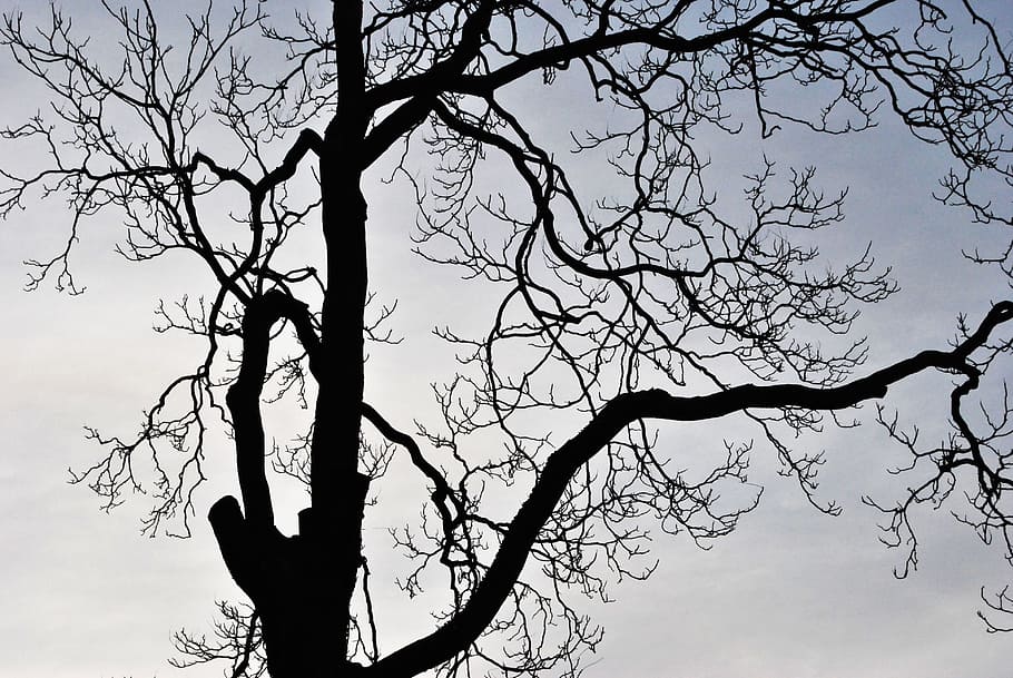Tree, Italy, Branch, Nature, sky, closeup, plant, grey, contrast HD wallpaper