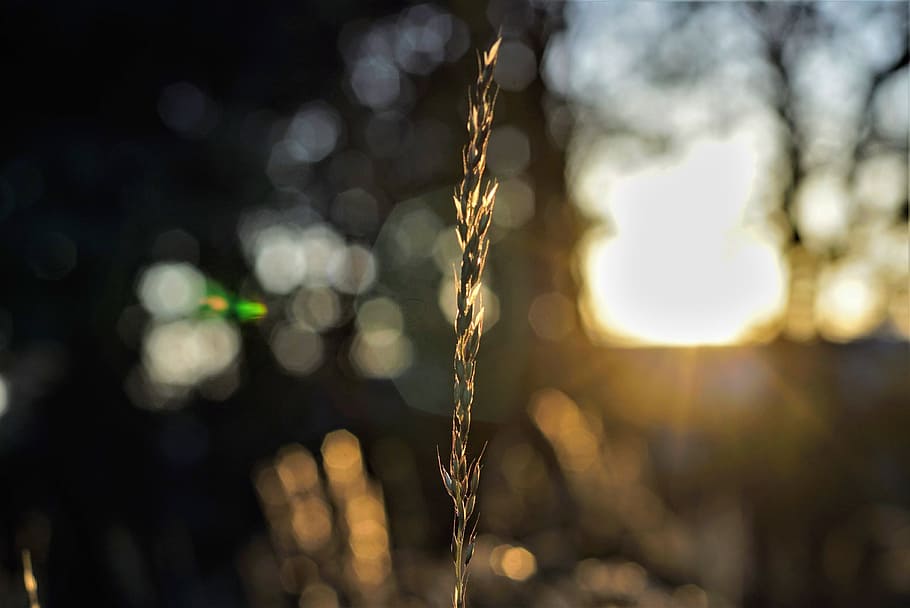 sunset, lighting, plant, nature, grass, focus on foreground HD wallpaper