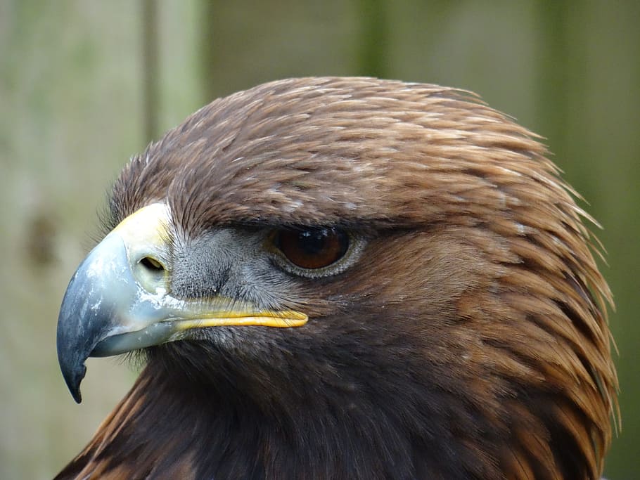 Bird Of Prey, Golden Eagle, york bird of prey centre, serious look