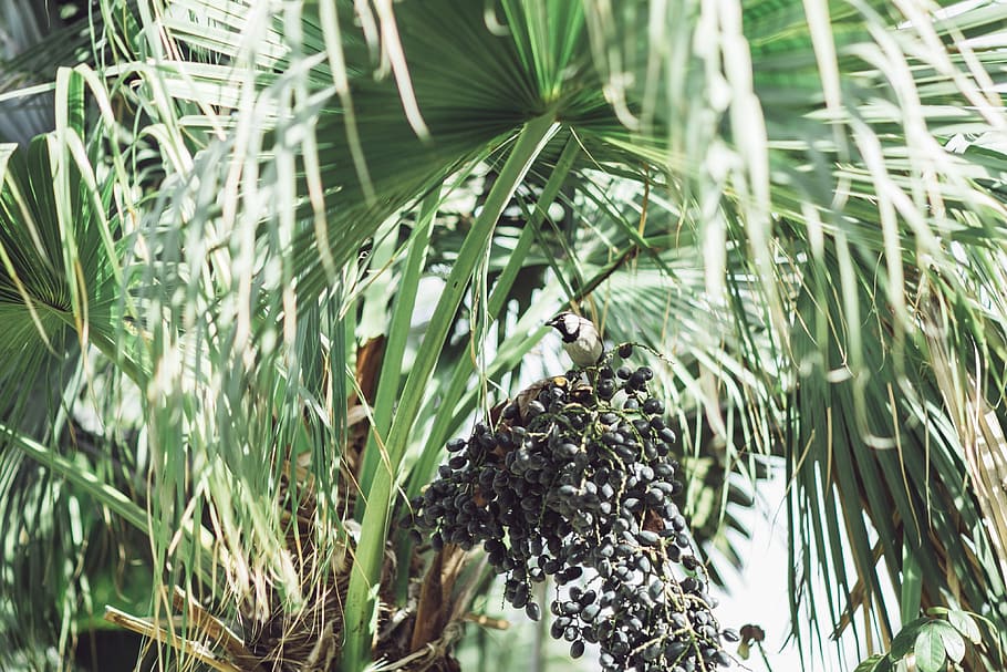 Bird, Tree, Nature, Leaf, Forest, Plant, summer, natural, wild HD wallpaper