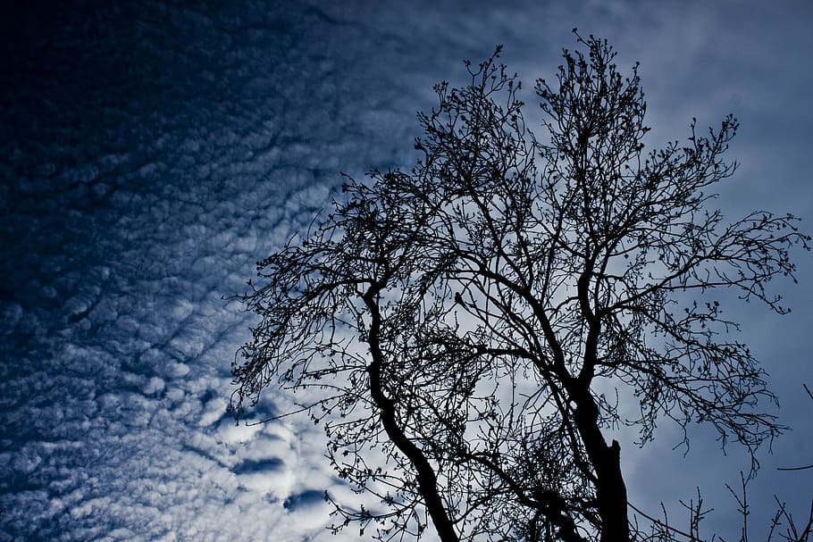 branch, tree, cloud, sky, silhouette, reverse light, forest HD wallpaper