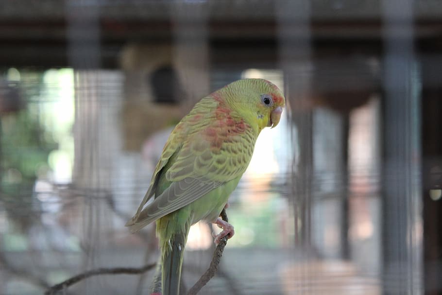Parrot, Cage, Captivity, Bird, Fly, wings, feather, wildlife HD wallpaper