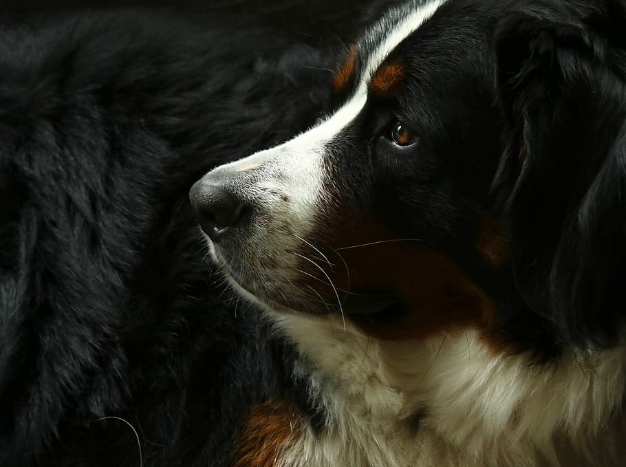 adult St. Bernard, adult black, brown, and white Bernese mountain dog close-up photography