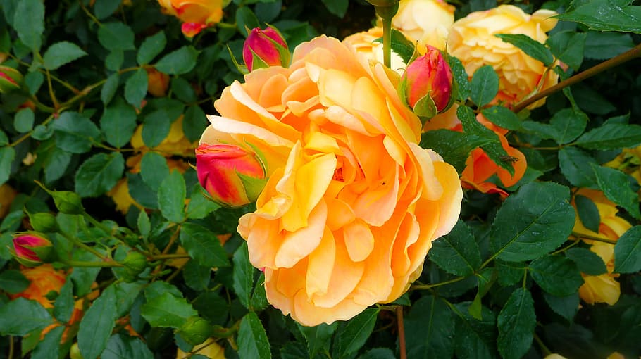 Flower, Yellow, Background, Screen, background screen, background image HD wallpaper