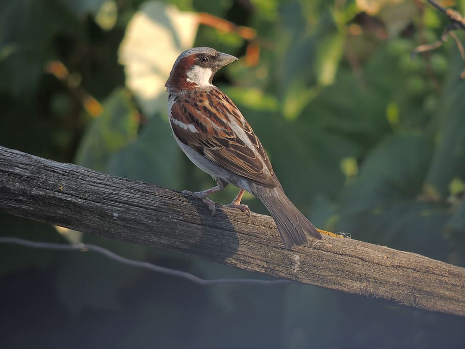 Brown and Gray Bird on Gray Wood, animal, sparrow, animals in the wild HD wallpaper
