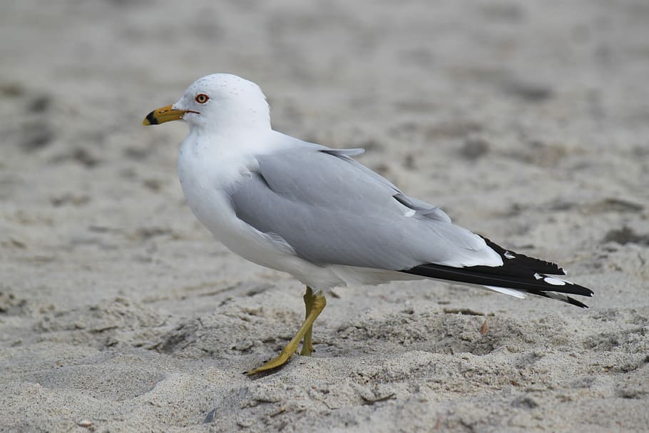 Gull, Beach, Bird, Seagull, White, nature, animal, feather HD wallpaper