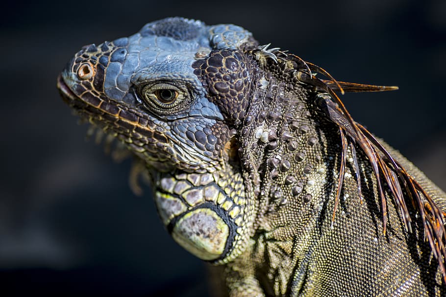 zoo, lizard, wild, reptile, animal, animal themes, animal wildlife HD wallpaper
