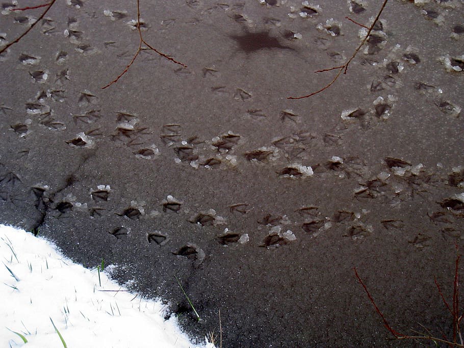 winter, ice, snow, tracks, duck, nature, weather, day, cold temperature HD wallpaper
