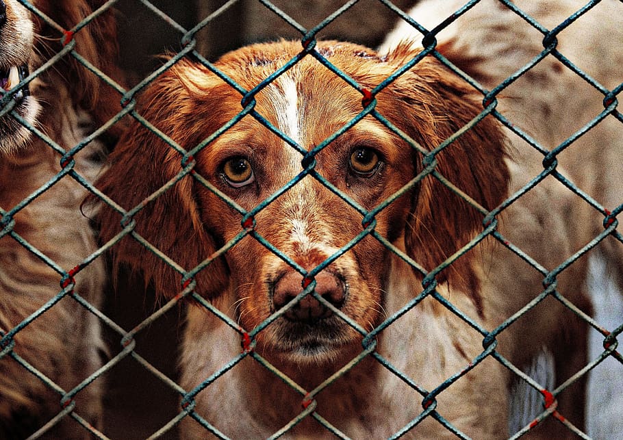 short-coated brown and white dog during daytime on cage, animal welfare