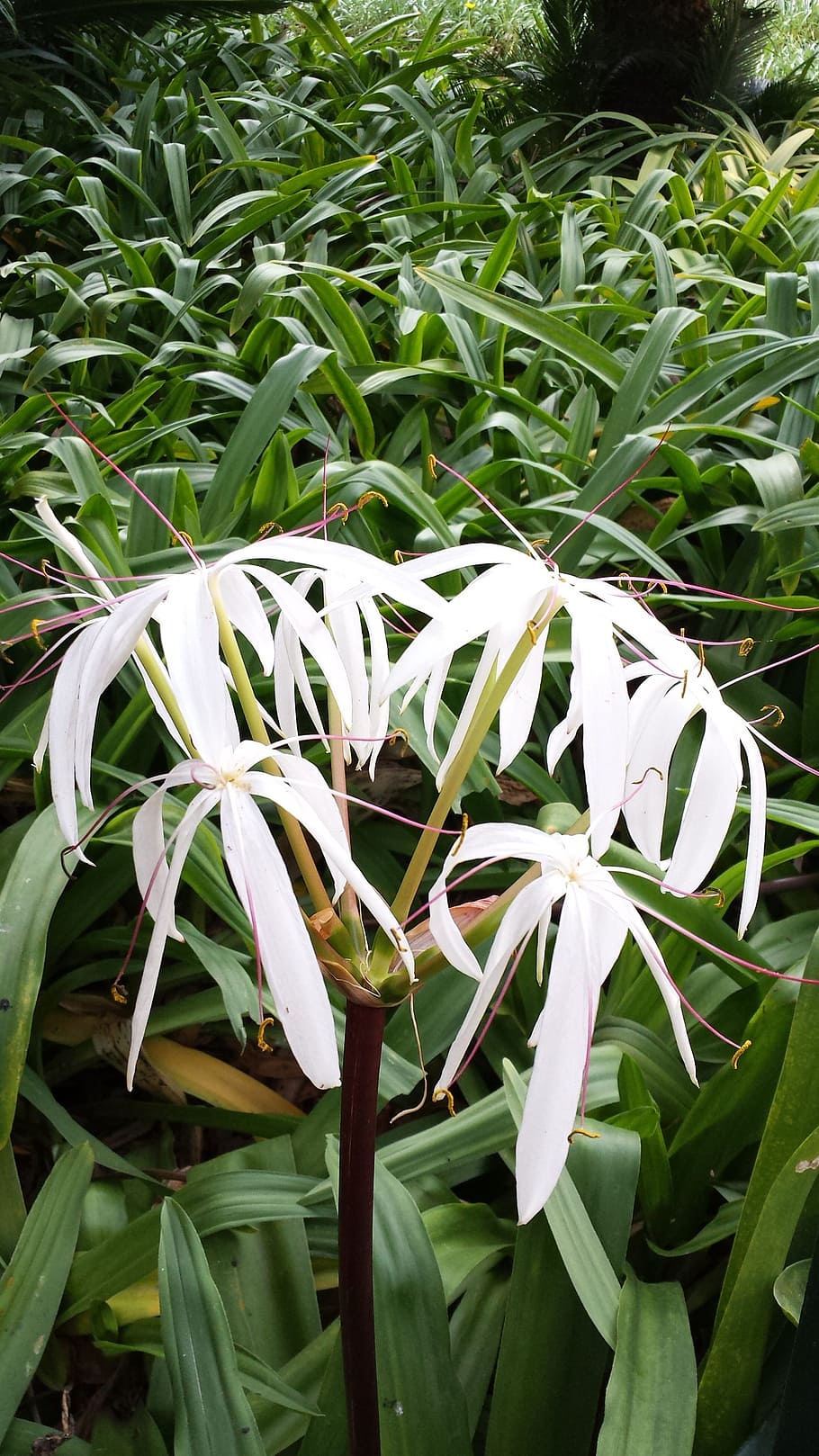 lily, tropical, bloom, plant, growth, beauty in nature, flower HD wallpaper