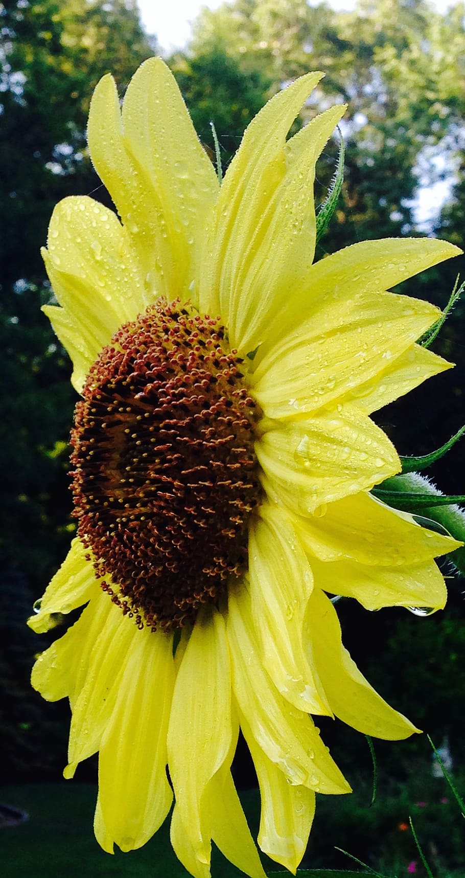 sunflower, nature, garden, bloom, yellow, wet, flowering plant HD wallpaper