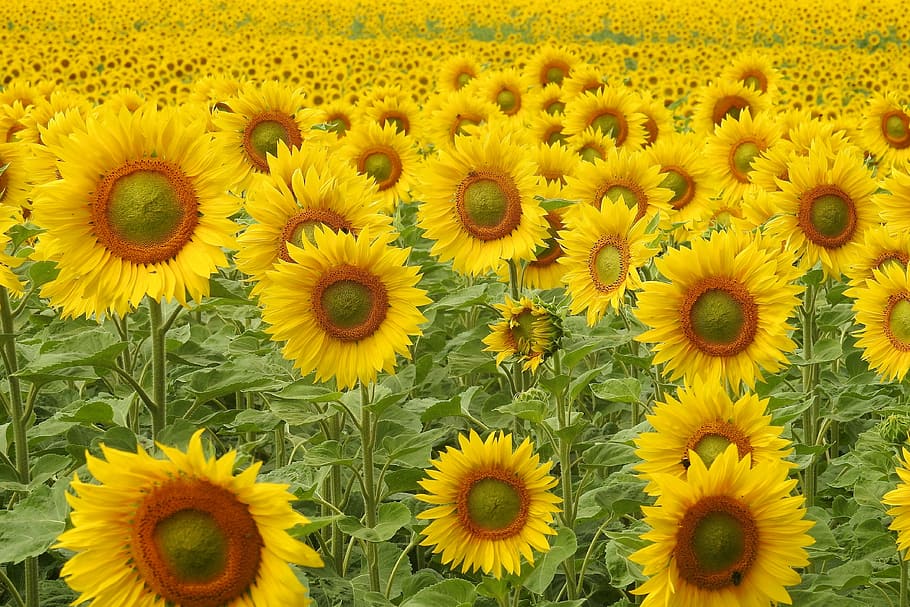 sunflower field at daytime, blossom, bloom, yellow, summer HD wallpaper