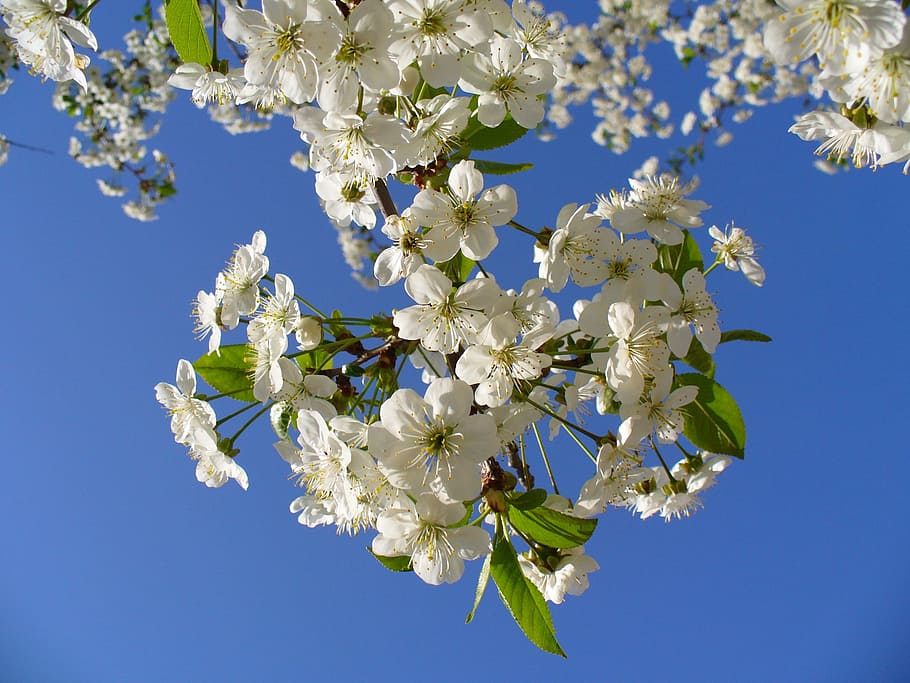 white flowers, cherry tree, blossom, blossoms, sky, clouds HD wallpaper