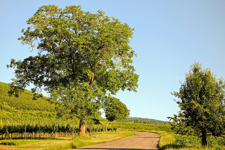 green tree by the road during daytime, Walnut, Landscape, View HD wallpaper