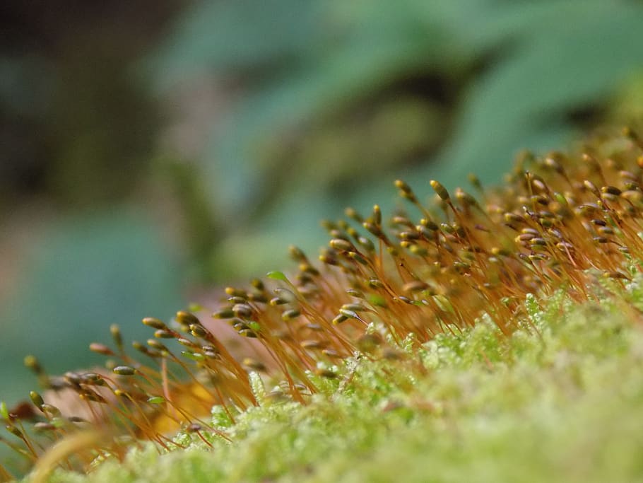 moss, macro, wet, plant, selective focus, growth, nature, beauty in nature HD wallpaper