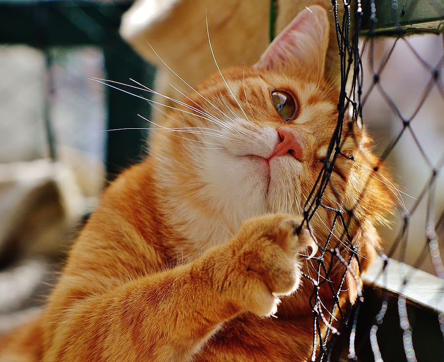 orange tabby cat leaning on black fence, red, cute, mackerel, HD wallpaper