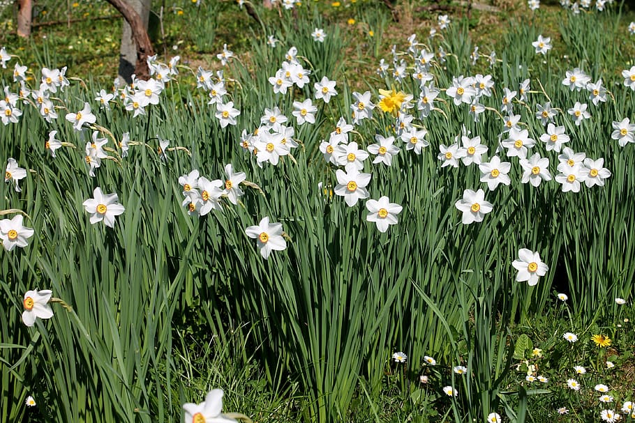 Daffodils, Flowers, Spring, Green, blossom, growth, plant, nature HD wallpaper