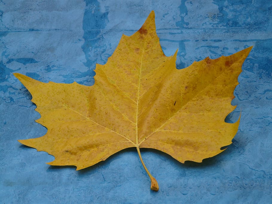 maple leaf, yellow, fall color, poplar leaf, leaves, black poplar leaf HD wallpaper