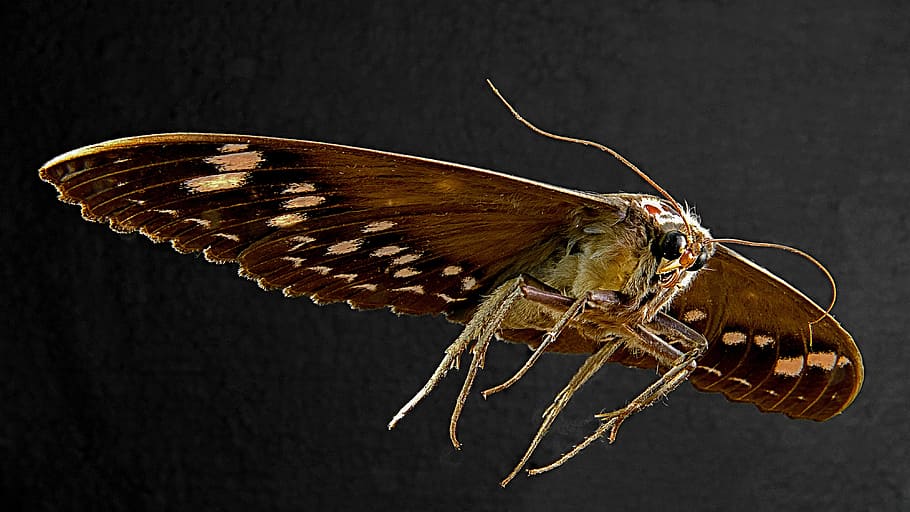 close up photo of brown butterfly, moth, insect, one animal HD wallpaper