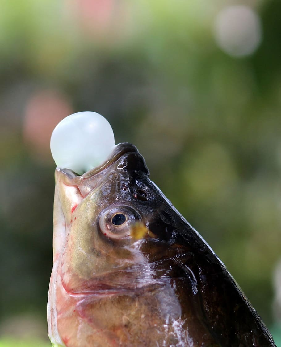 fish, chewing gum, funny, balloon, one animal, close-up, animal wildlife