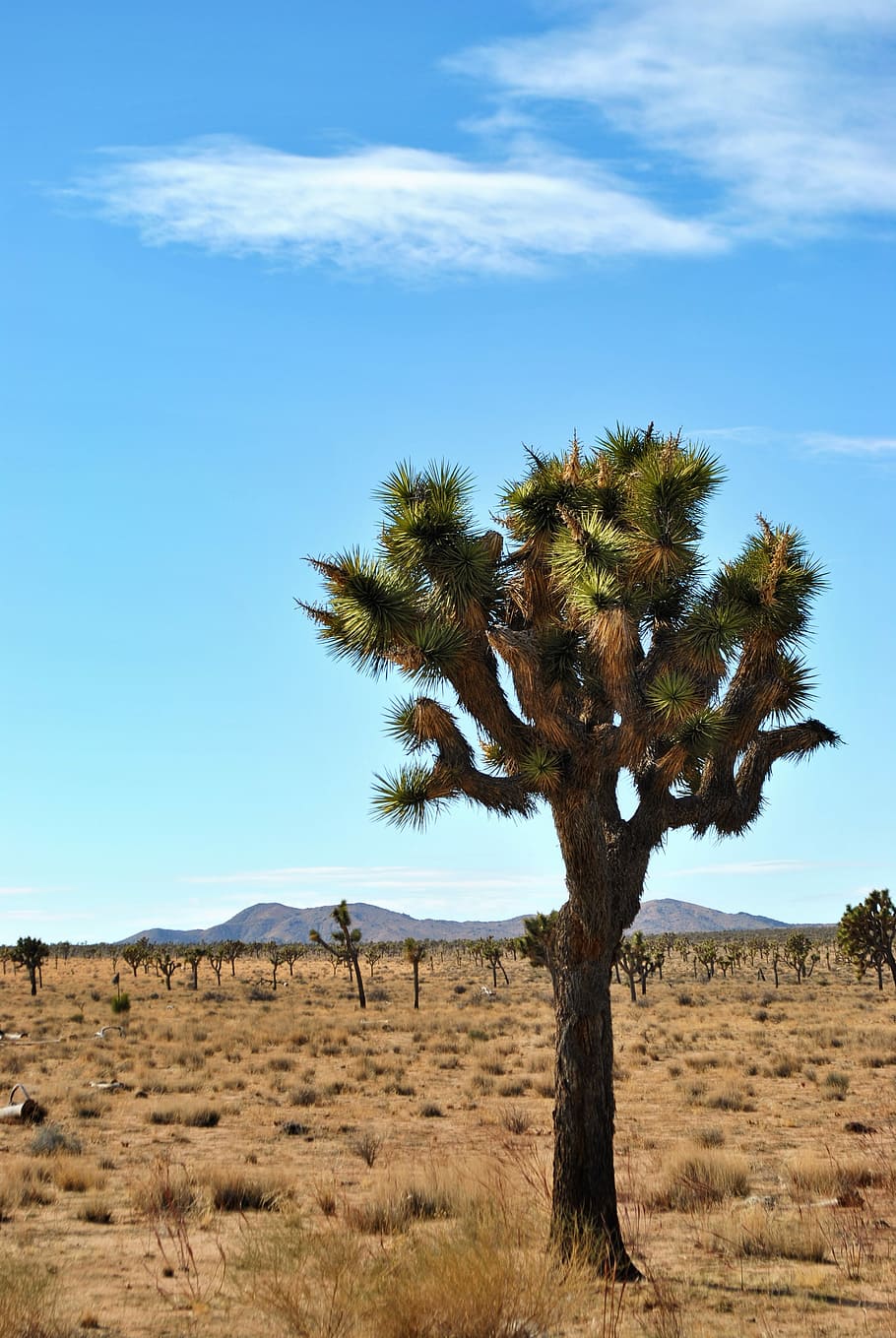 desert, nature, tree, sky, outdoors, joshua tree, plant, environment HD wallpaper