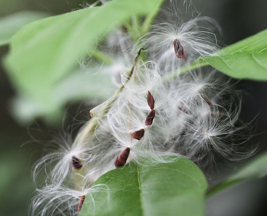 seeds, fluff, leaf, leaves, green, white, brown, plant, milkweed HD wallpaper