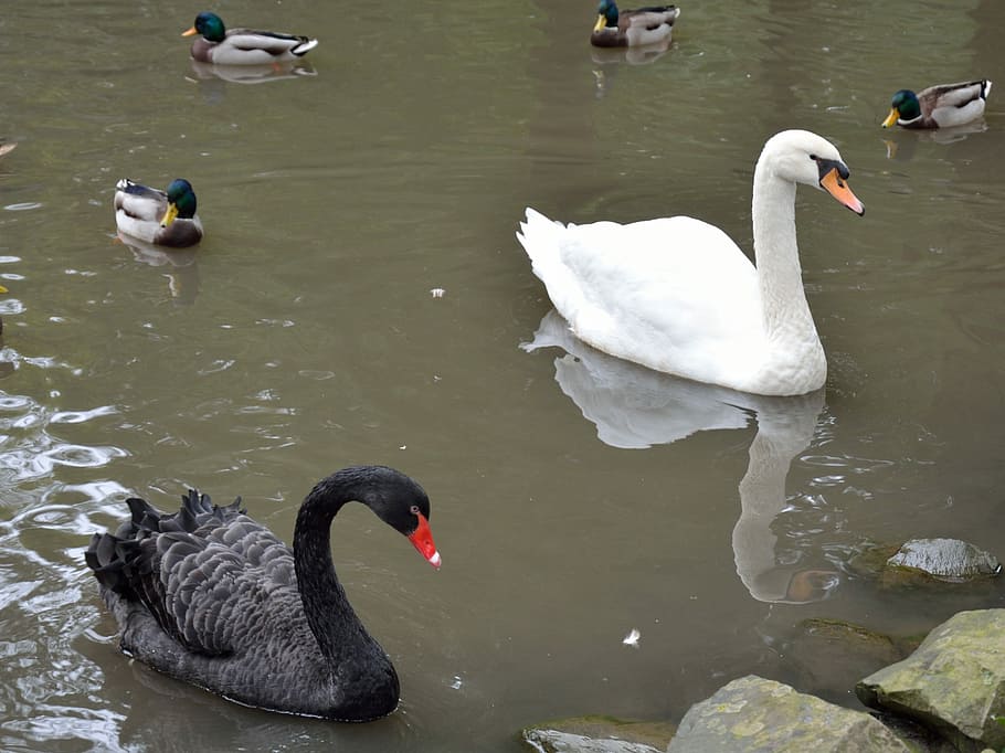 Swan, Duck, Water Bird, Nature, black and white, animal, animals in the wild HD wallpaper
