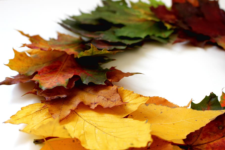 leaves, autumn, fall foliage, leaf, golden autumn, nature, forest HD wallpaper