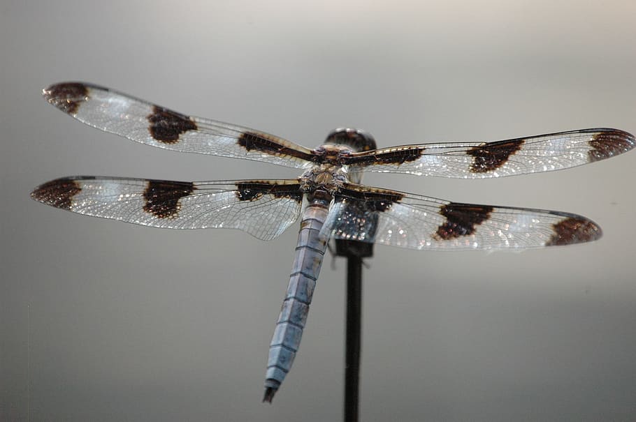 dragonfly, insect, wing, bug, nature, damselfly, invertebrate HD wallpaper