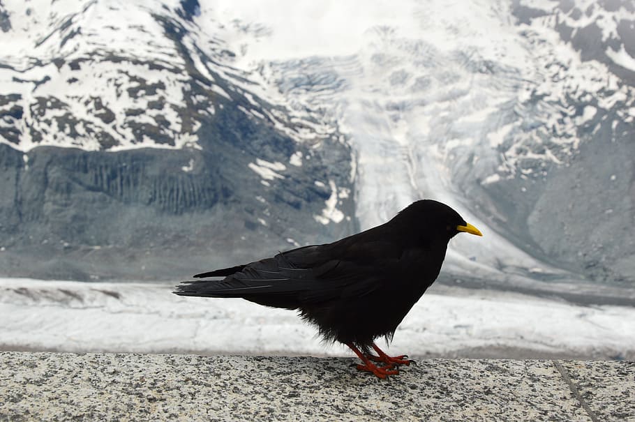 Bird, Mountain, Nature, Beautiful, mountains, one animal, snow HD wallpaper