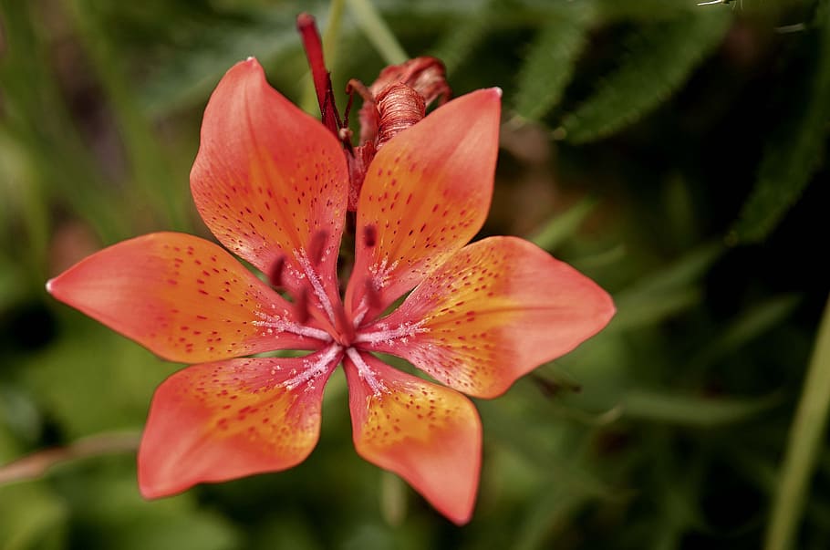 lily, flower, nature, spring, plant, green, leaf, red, bloom HD wallpaper