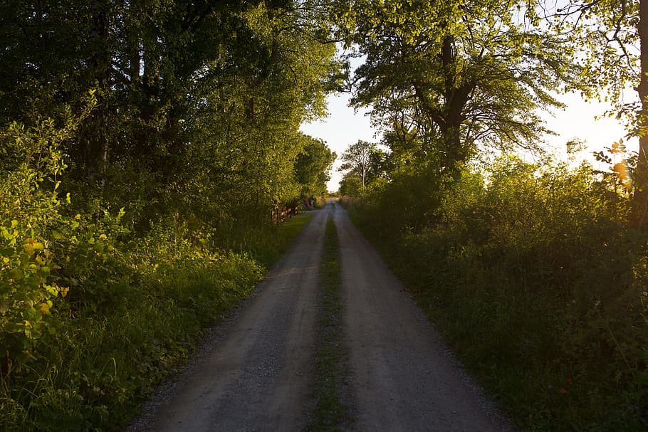 green, grass, path, trees, nature, plant, direction, the way forward HD wallpaper