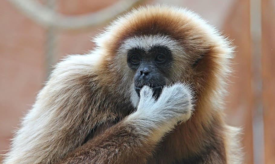 Gibbon Wallpapers  Wallpaper Cave