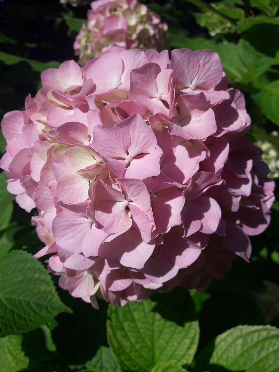 hydrangea, flower, rosa, color, flowering plant, fragility HD wallpaper