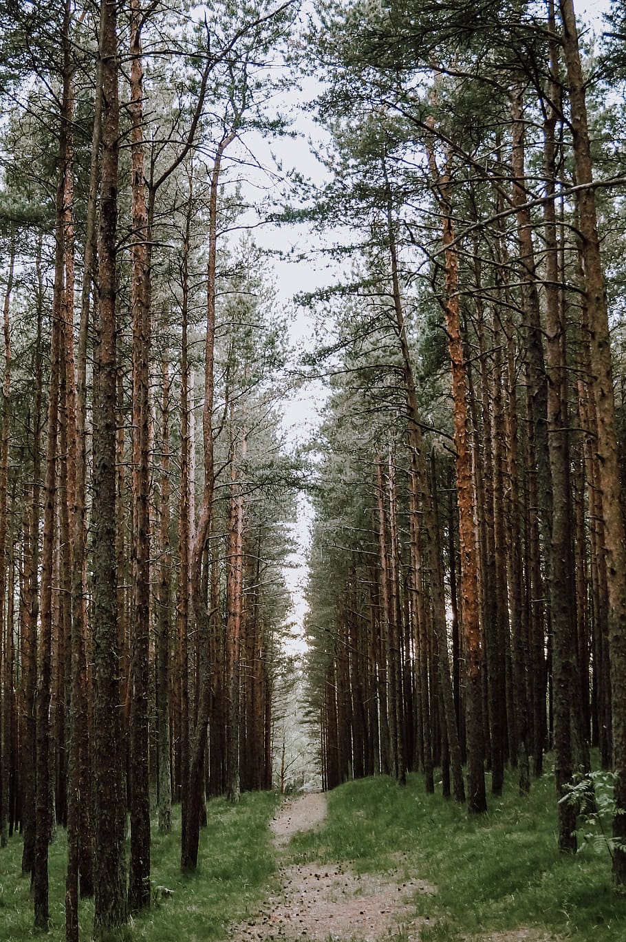 forest, journey, nature, background, rain, tree, texture, plant HD wallpaper