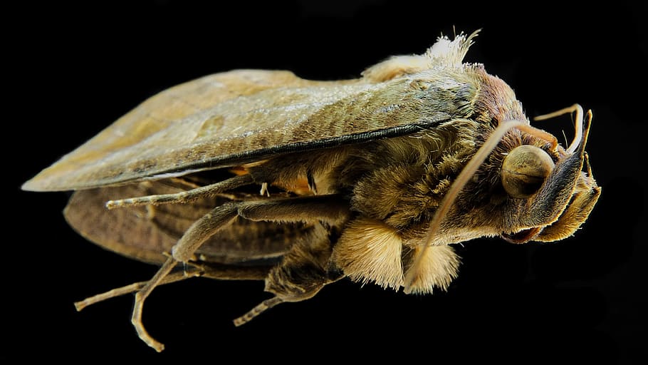 Moth, Butterfly, one animal, black background, studio shot HD wallpaper