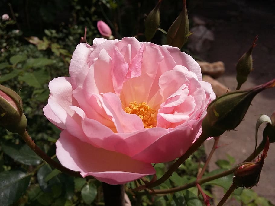 Pink, Spring, Nature, Flowers, rosa, garden, pink petals, pink flower HD wallpaper