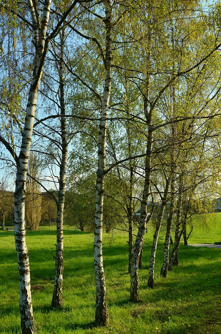 birch, trees, spring, nature, tribe, series, landscape, meadow HD wallpaper