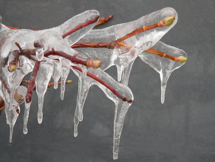 frozen tree branch, Winter, Else, Icy, Cold, bud, icicle, on frozen HD wallpaper