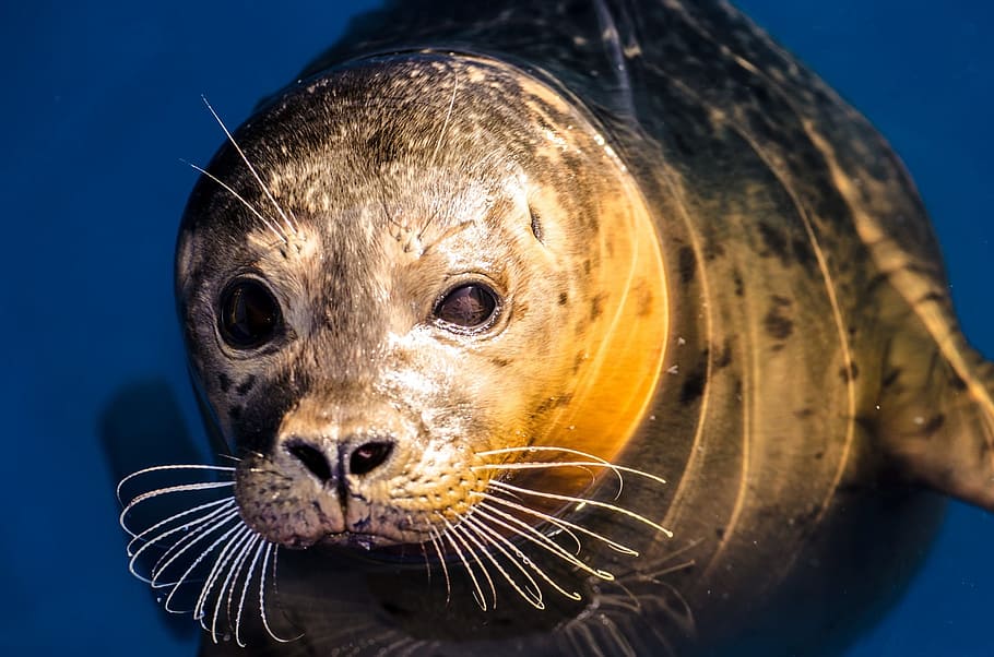 seal, grey, animal, north-sea, wild-animal, threatened, juvenile, HD wallpaper